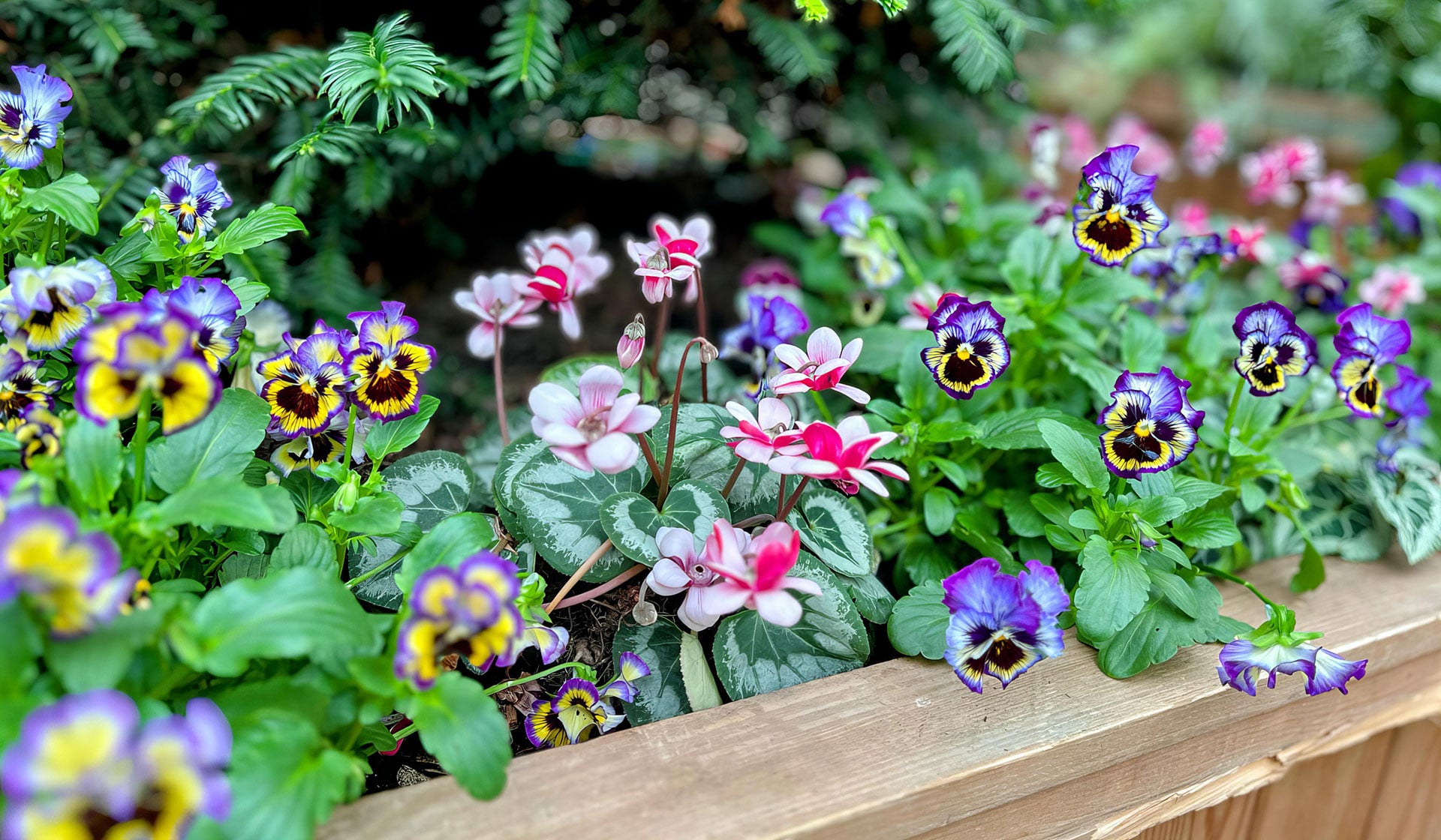 Spring flowers in a wood container in front of a spruce tree.